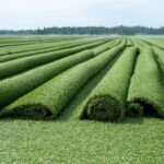 Sod Farming: The Alberta Producer’s Guide to Turf Production Economics