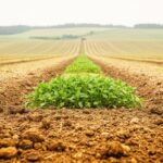 Agricultural Soil Management in Alberta: Best Practices, Implementation Steps, and Support Resources